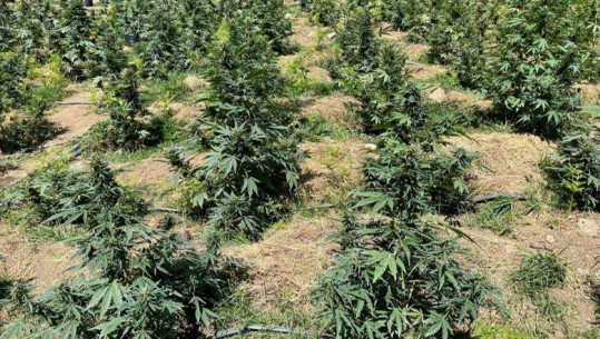 EMRI/ Kishte mbjellë 90 bimë narkotike, 52-vjeçari në Fier kapet ‘mat’ teksa kujdesej për kanabisin e kultivuar mes pemëve frutore