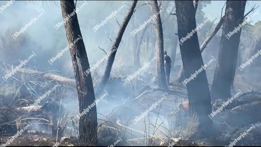 VIDEO/ Zjarr në pyllin e Sodës në Vlorë, flakët pranë disa bizneseve, favorizohen nga era! Zjarrfikësit në vendngjarje 