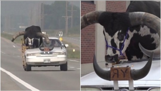 VIDEOLAJM/ Drejtuesi udhëton me një dem të madh në makinë në Nebraska të SHBA! Polici: Nuk kam parë kurrë një skenë si kjo