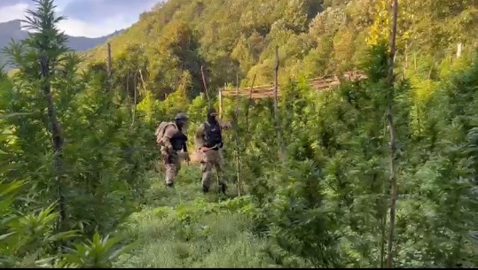Operacion anti-kanabis në Shkodër, policia: U asgjësuan 12 831 bimë narkotike, autorët e paidentifikuar