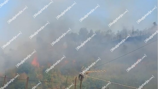 Zjarr në fshatin Hajdaran të Elbasanit, digjen ullinj dhe shkurre! Në afërsi ndodhen edhe banesa