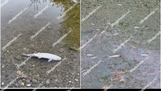 Lezhë/ Peshq të ngordhur dalin në sipërfaqen e ujit në fshatin Blinisht  (VIDEO)