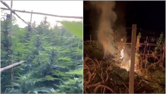 Asgjësohen 710 bimë kanabis në Lezhë, arrestohet 40-vjeçari, një tjetër në kërkim