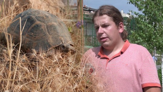 Breshkat e tokës shiten nga 60-2000 euro në tregun e zi, specialisti: Ta shohim si trafik droge, është specie në zhdukje! Ligji parashikon penalitete për trafikuesit