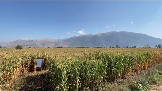 Korçë/ Fermerët shqiptarë dëmtohen nga misri serb i importit! Eksperti: Prodhimi 45 mijë tonë misër, çmimi nën kosto