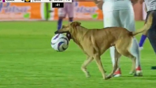 VIDEO/ Qeni krijon kaos në fushë, 'vjedh' topin dhe driblon disa futbollistë