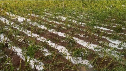 Berat/ Breshër i dendur në bashkinë Kozare, dëmtohen prodhimet bujqësore në gjashtë fshatra
