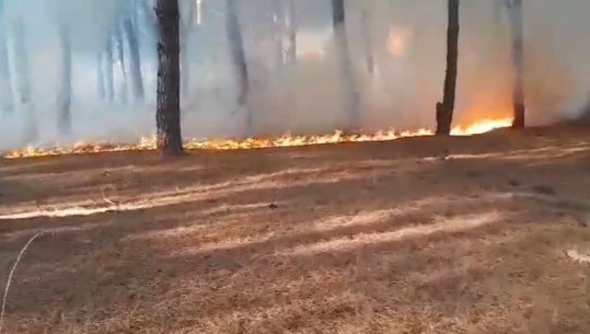 VIDEO/ Riaktivizohen zjarret në Darzezë të Fierit