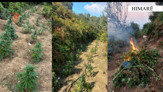 Asgjësohen 244 bimë narkotike në Himarë! Vihen nën hetim kryeplaku dhe punonjësi i shërbimit pyjor në Shënvasil