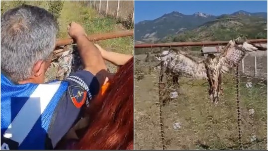 VIDEO/ Përmet, aktivistja gjen shqiponjën e plagosur dhe të lidhur në gardh: Do mjekohet dhe do fluturojë e lirë! Nisin hetimet për autorin