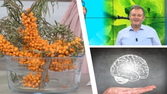 E rrallë | Ylli Merja zbulon bimën çudibërëse që ushqen trurin, rritet në Has / aleate e shëndetit mendor