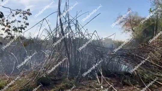 VIDEO/ Tre vatra zjarri në Marinzë, neutralizohen në kohë, dyshohen të qëllimshme