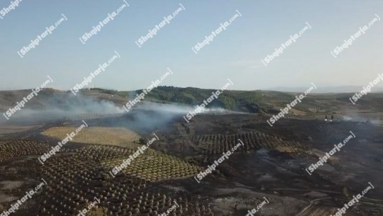 VIDEO/ Zjarri në Libofsh shkrumbon parcela të tëra me ullinj, pamjet me dron 