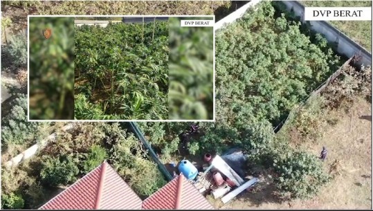 VIDEO/ Operacion anti-drogë në Berat, gjenden 240 bimë kanabis të kultivuara në oborrin e një banese! Një në pranga, në kërkim i vëllai