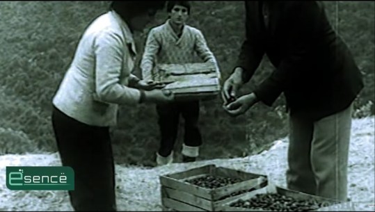 Me ullinj dhe agrume, ja si e mbollëm Shqipërinë! Flet në 'Esencë' shkencëtari dhe profesori i ullirit Hairi Ismaili