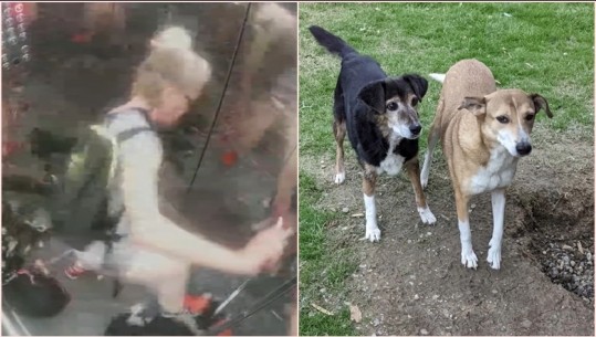 Dhunonte qentë që mbante në banesë, në hetim 51-vjeçarja në Tiranë! Kafshët merren në kujdesin e një shoqate