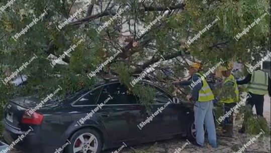 VIDEO/ Stuhia shkul pemën në Shkodër, rrëzohet dhe zë poshtë 4 makina