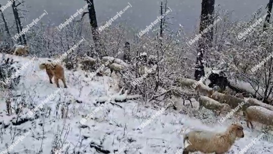 VIDEO/ Nisin reshjet e para të dëborës në vend, 'velloja e bardhë' vesh malet e Dibrës dhe Gjalicën në Kukës