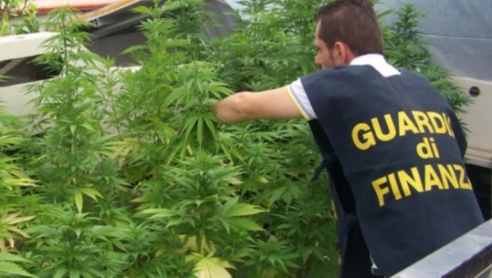 'Shtëpi bari' me qindra bimë narkotike, arrestohen dy shqiptarët në Itali