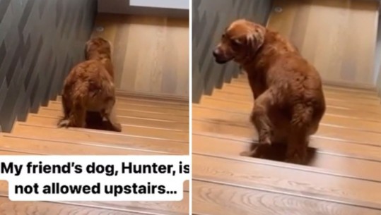 Do shkriheni së qeshuri! Pronari e urdhëroi të mos shkonte lart, qeni ‘inteligjent’ ngjit shkallët në mënyrë të pazakontë (VIDEO)