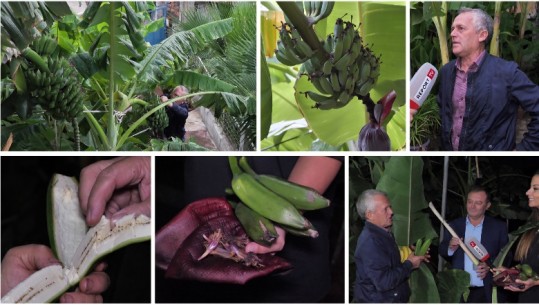 Një oborr në Lushnje plot me pemë të bananes, historia e veçantë e fermerit Përparim Agaçi