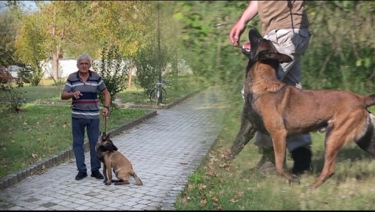 Personazh/ Tomorr Rogu, trajnuesi i kafshëve shtëpiake rrëfen pasionin për qentë: Më shtojnë jetën! Duhen trajnuar ndërmjet moshës 7 muaj dhe deri 1 vjeç