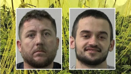 Arrestohen dy shqiptarë në Britani, u kapën brenda ‘shtëpisë së barit' me 600 rrënjë kanabis