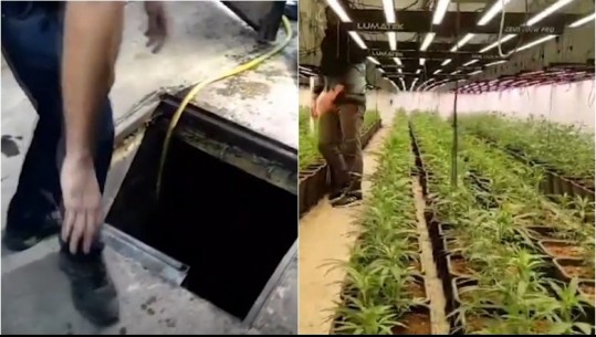 Spanjë/ Zbulohet platacioni gjigant me mijëra bimë kanabisi, e ruante një shqiptar! Ishte ndërtuar në një tunel poshtë fermës së braktisur (VIDEO)