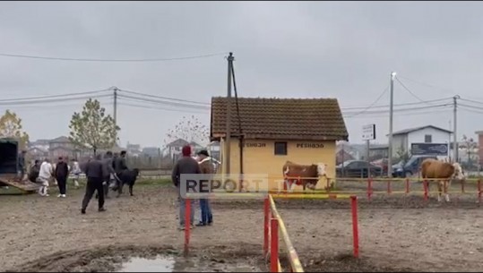 VIDEO/ Hidhet granatë dore në tregun e kafshëve në Prizren, 10 të plagosur