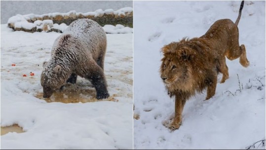 FOTO/ Luani dhe arinjtë në Kosovë luajnë me dëborë, vizitorët shijojnë pamjen