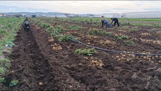 'Kapriçiot' e motit dëmtojnë pataten e vjeshtës në fushat e Divjakës, fermerët: E shesim me 45 lek/kg, nuk mbulojmë sot as koston