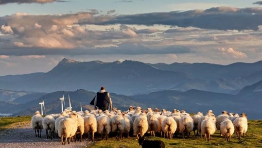 'Transumanca', riti i shtegtimit të bagëtive nga barinjtë në bjeshkë futet në UNESCO! Margariti: Traditë e lashtë, aplikuam bashkë me Spanjën e Francën