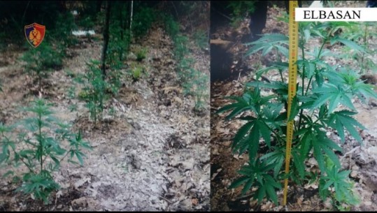 Të shpallur në kërkim nga policia për kultivim të qindra bimëve narkotike, arrestohen 2 persona në Elbasan (EMRAT)