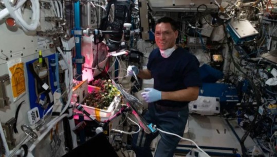 NASA gjen pas 8 muajsh domaten e parë të rritur në hapësirë