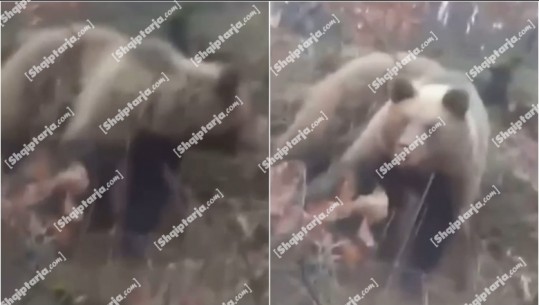 VIDEO/ Ariu i murrmë bie në çarkun e gjuetarëve të paligjshëm në pyjet e Mokrës, shpëtohet pas disa orësh
