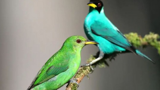 Zog i rrallë - gjysmë femër gjysmë mashkull