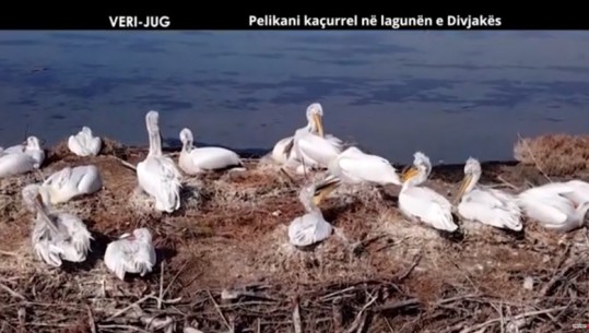 Pelikani kaçurrel në lagunën e Divjakës - Shqiptarja.com