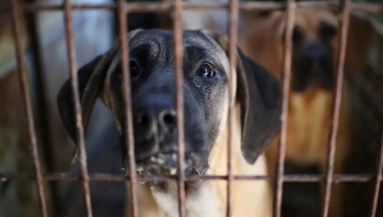 Koreja e Jugut ndalon me ligj ngrënien e mishit të qenve, gjobë 21 mijë euro dhe 3 vite burg 