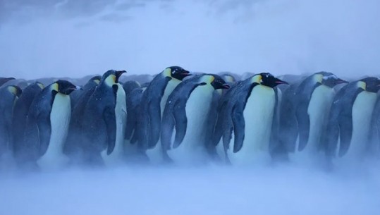 Ndryshimet klimatike! Mijëra pinguinë perandorë po ngordhin nga shpërbërja e akullit, sateliti gjurmon katër grupe të reja