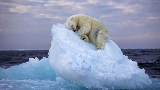 Fotoja epike e ariut polar duke fjetur mbi ajsberg, fiton çmimin e fotos më të mirë të jetës së egër