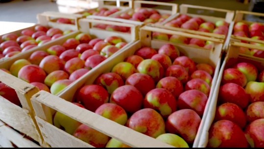 15 mijë tonë mollë korçe stok, në treg shitet ajo nga Serbia e Greqia! Shoqata e Biznesit kërkesë Qeverisë: Rrisni për 3 muaj çmimin e referencës në dogana 