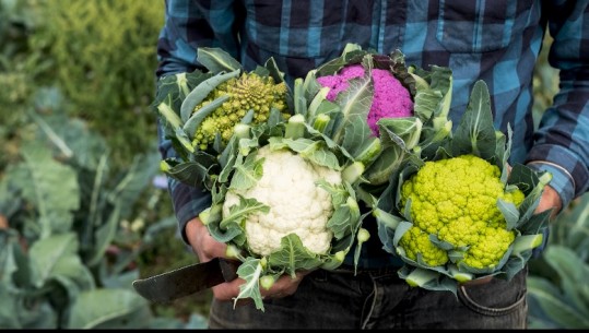 Shitja e lulelakrës, fermerët e Divjakës fajësojnë grumbulluesit: Çmimi i paracaktuar, po falimentojmë