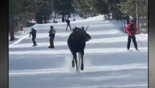 Dreri ndjek skiatorët në pistë (VIDEO)