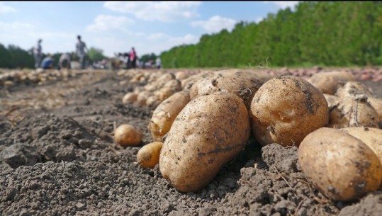 Divjaka nis mbjelljen e patates por në tunele plastmasi! Fermerët: Na vrasin shumë çmimet e inputeve bujqësore