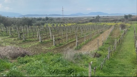 Vlorë, fermerët e Panajasë heqin dorë nga vreshtat: Çmimi i rakisë e verës është i ulët, mungon tregu! Dhjetëra kuintal stok 