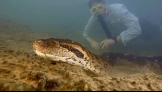 VIDEO/ Gjarpri më i madh në botë është zbuluar në Amazonë, një anakonda 8 metra e gjatë