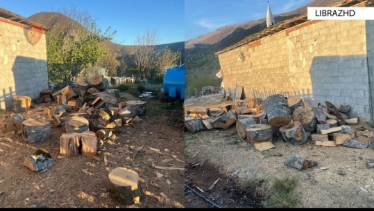 Denoncimi në Shqiptarja.com për prerje pyjesh në parqet e mbrojtura në Librazhd, në pranga 58-vjeçari