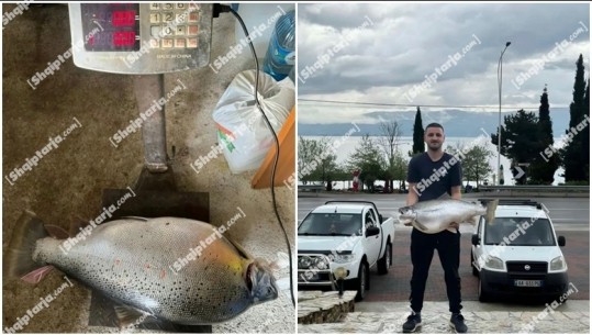 Pogradec, peshkatari kap në ujrat e liqenit të Ohrit peshkun Koran më shumë se 13 kg