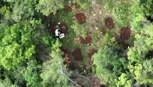 Krujë/ Dronët e policisë e filmuan teksa mbillte kanabis në pyll, arrestohet 39-vjeçari 