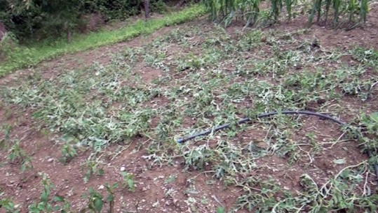 Rrebesh shiu dhe breshër në Fier, dëmtohen të mbjellat e fermerëve 